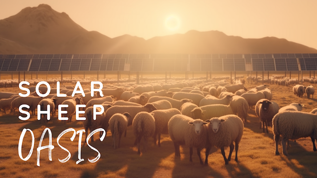 How Sheep & Solar Farms Transform Desert to Green Oasis